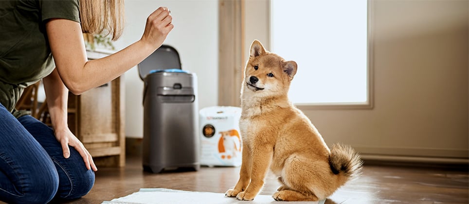 How to potty train a puppy?