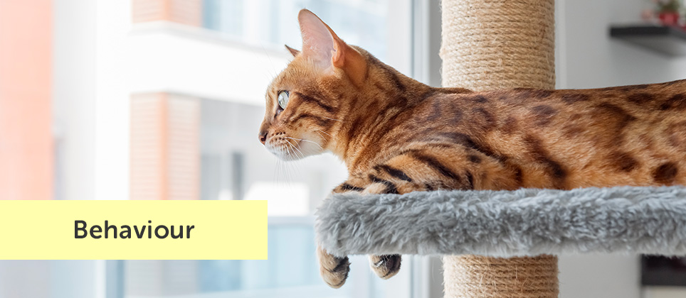 Why is a cat tree essential to your cat's well-being?