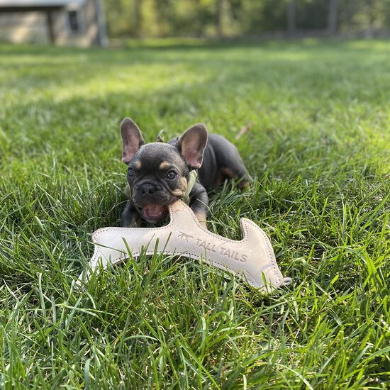 Natural Leather Antler Dog Toy Image NaN