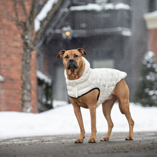 Parka nuage pour chiens Image NaN