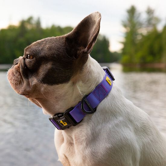 Silicone Collar Purple, Large Image NaN