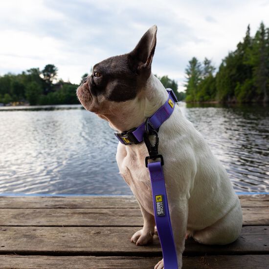 Silicone Collar Purple, Large Image NaN