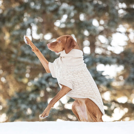 Pull chalet à col roulé en grosse maille torsadée pour chiens Image NaN