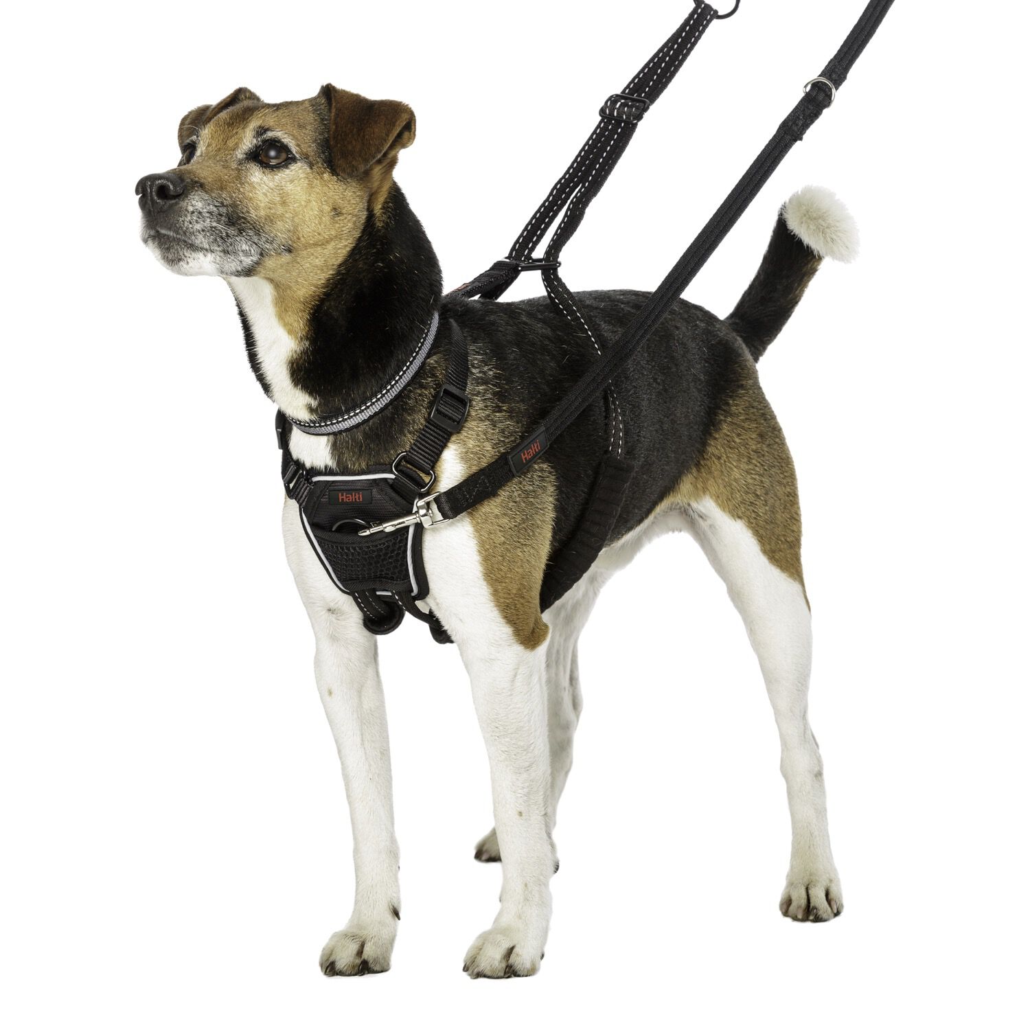 How to put clearance on halti dog harness