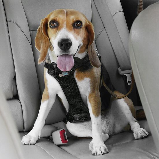 Yuing Lit de voyage pour chien avec ceinture de sécurité, siège de voiture  pour chiens et animaux de compagnie, panier de voyage, harnais de sécurité