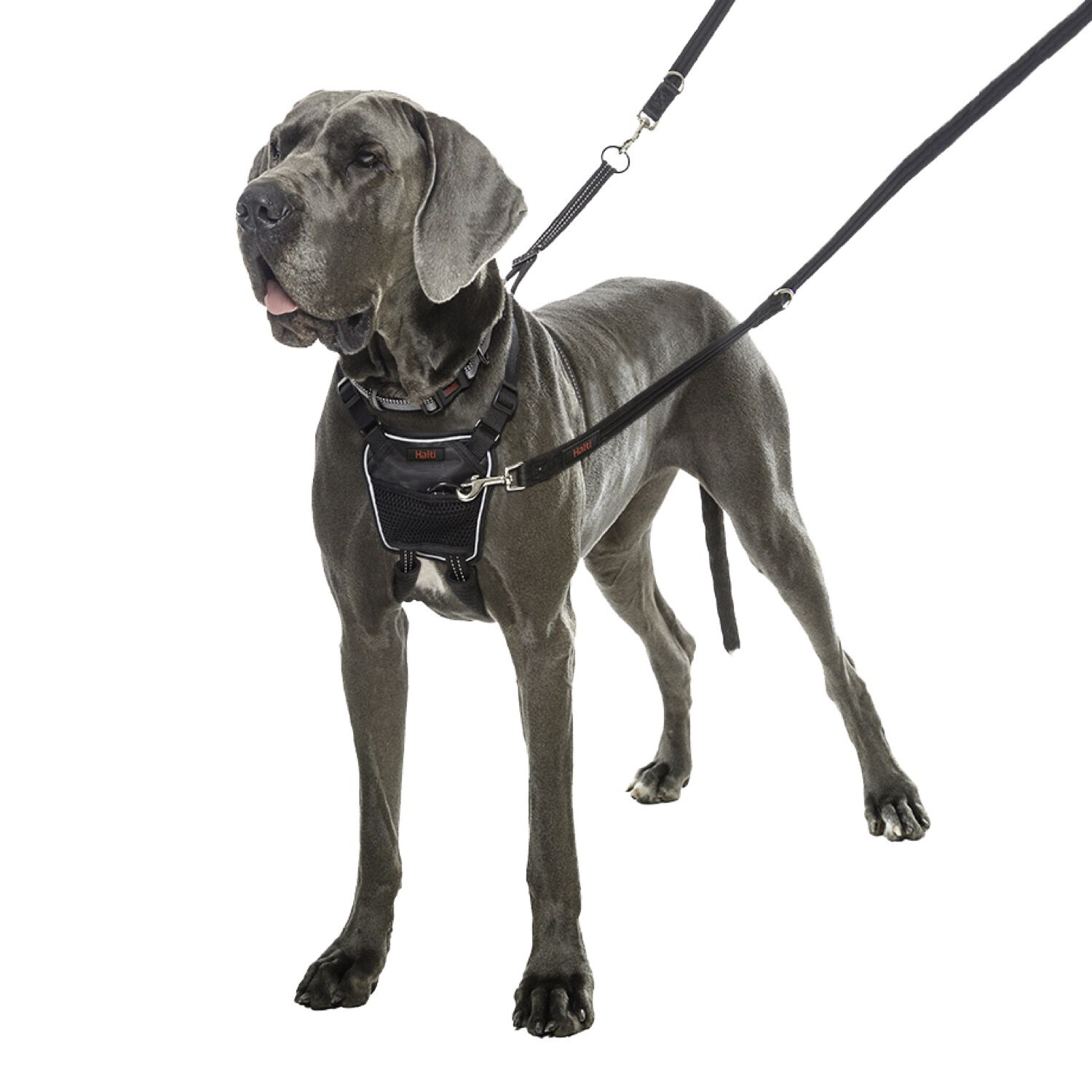 company of animals non pull harness