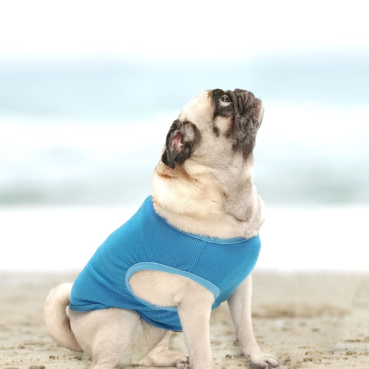 Pug cooling vest discount