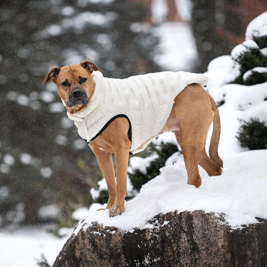 Parka nuage pour chiens Image NaN