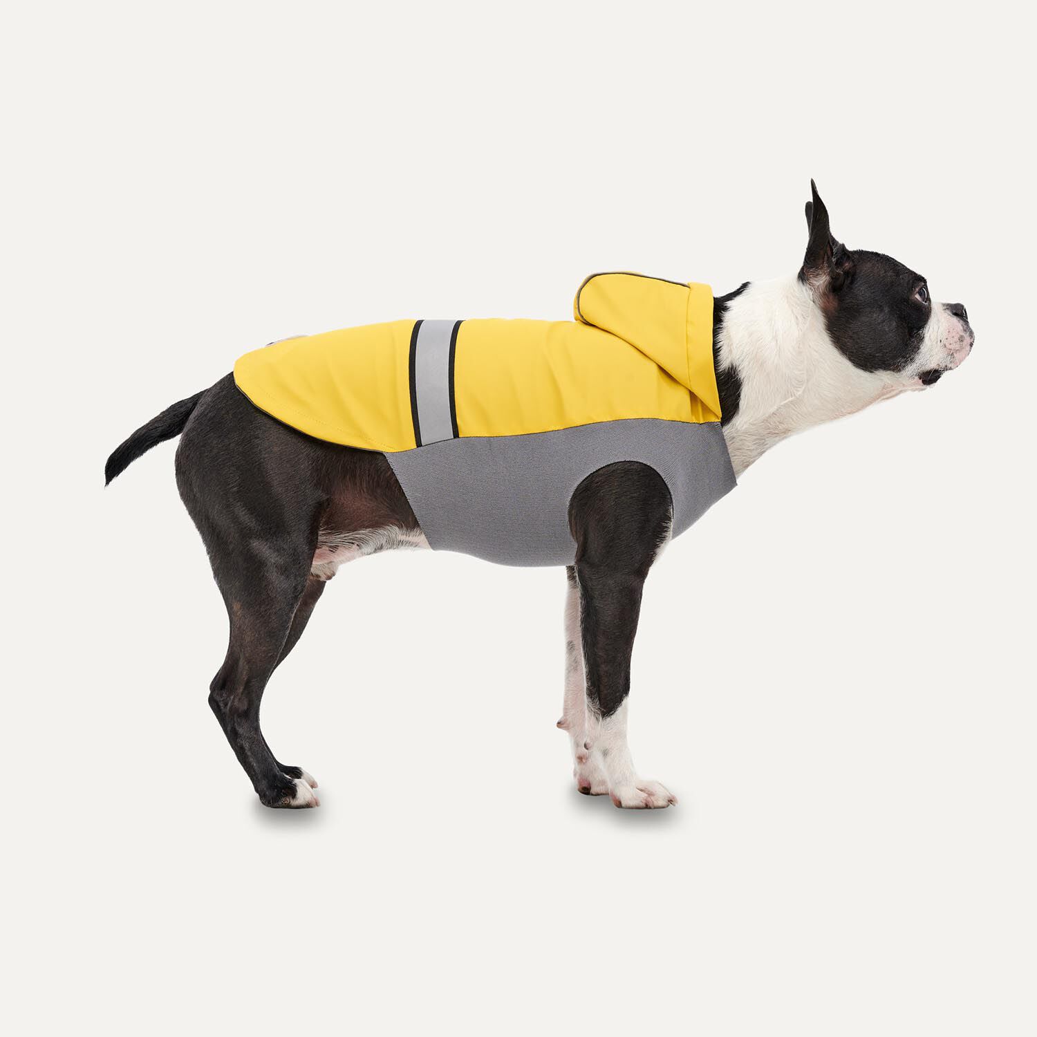 Manteau de pluie toutes saisons pour chiens