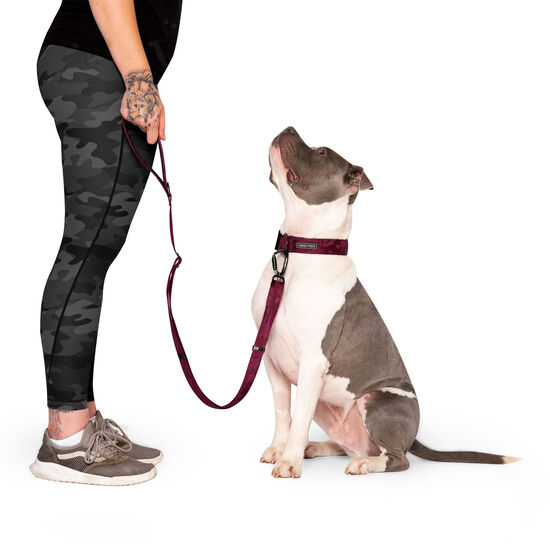 Utility Leash for Dogs Image NaN