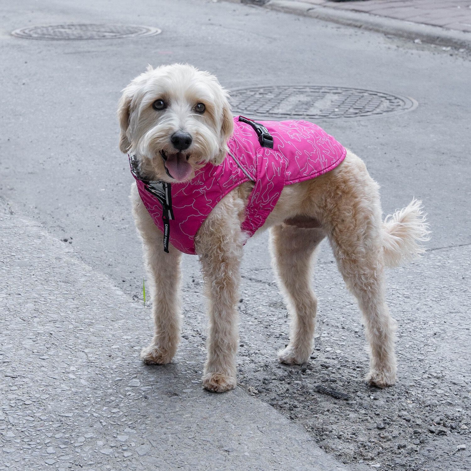 Canada pooch expedition clearance coat