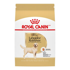 Labrador Retriever Adult Dry Dog Food