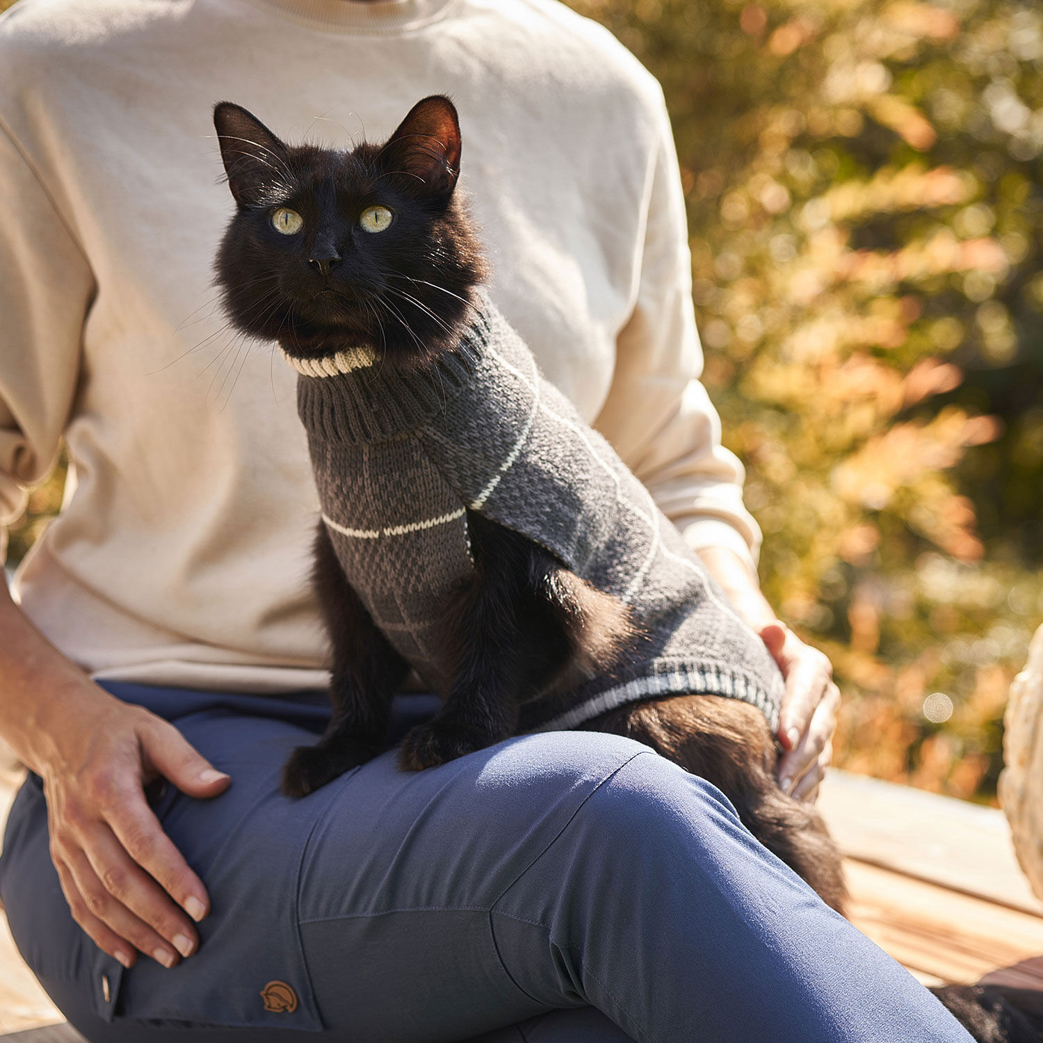 Chandail pour chats