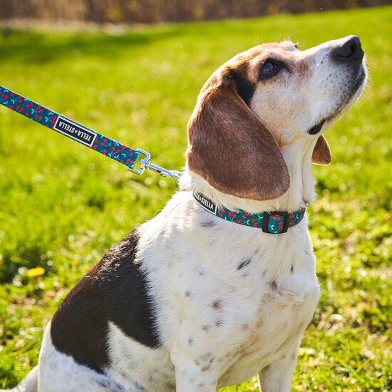 Cherry Smash Adjustable Dog Collar Image NaN