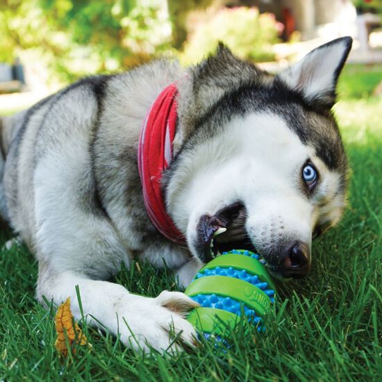 Goomz football dog toy Image NaN