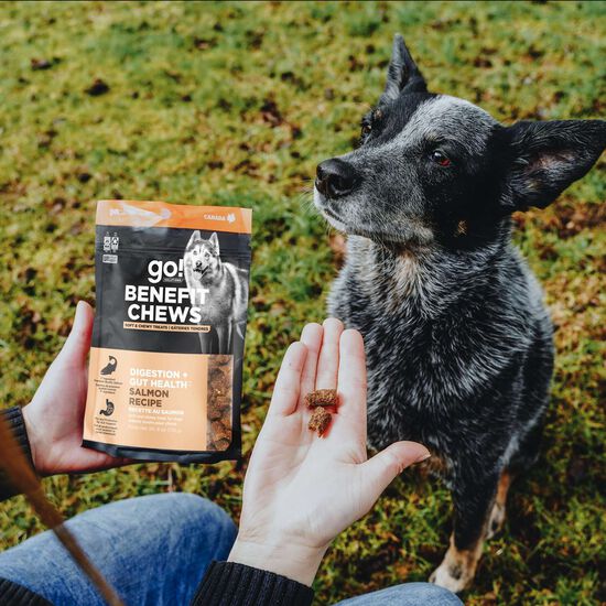 Gâteries « Benefit Chews Digestion + Gut Health » au saumon pour les chiens Image NaN