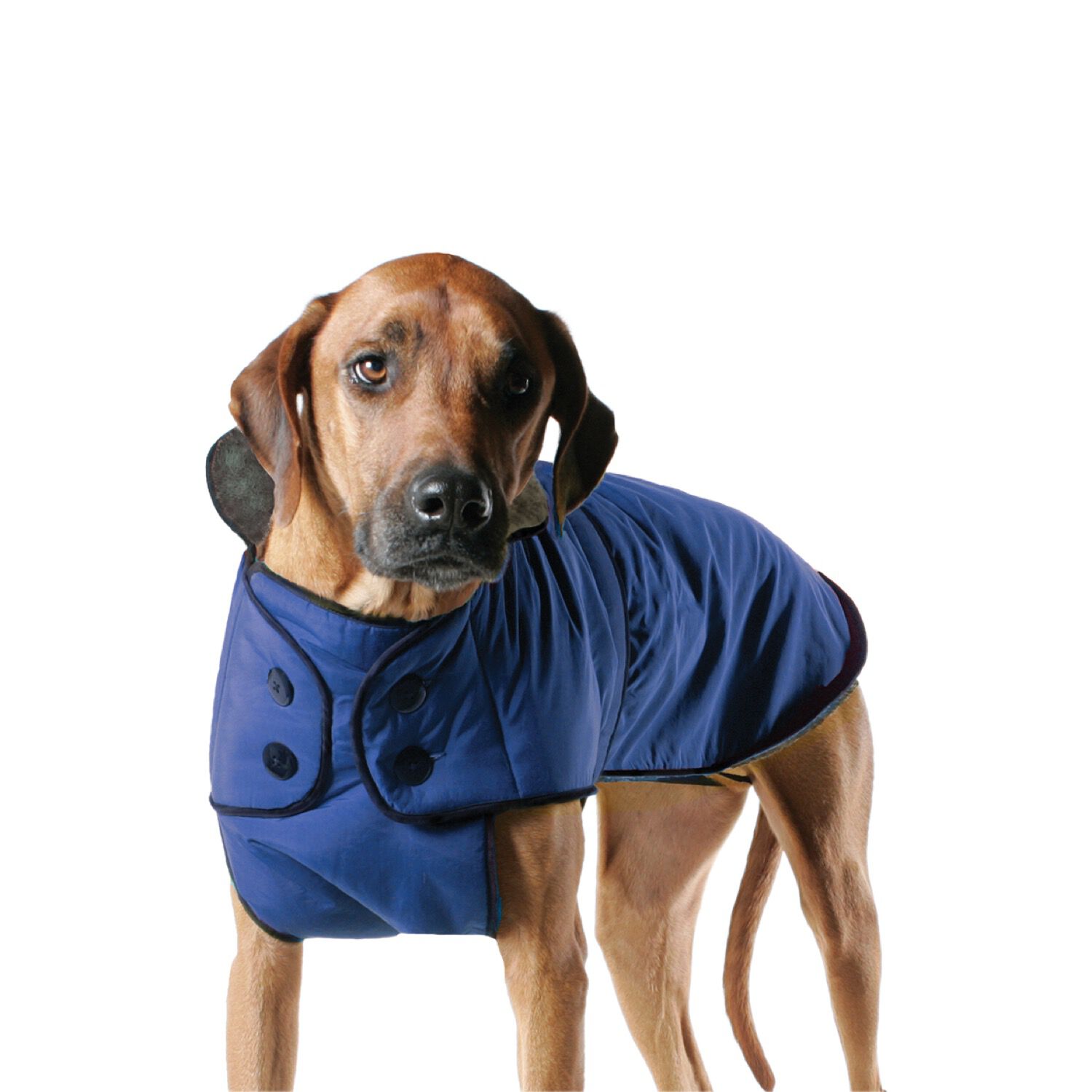 patagonia dog sweater