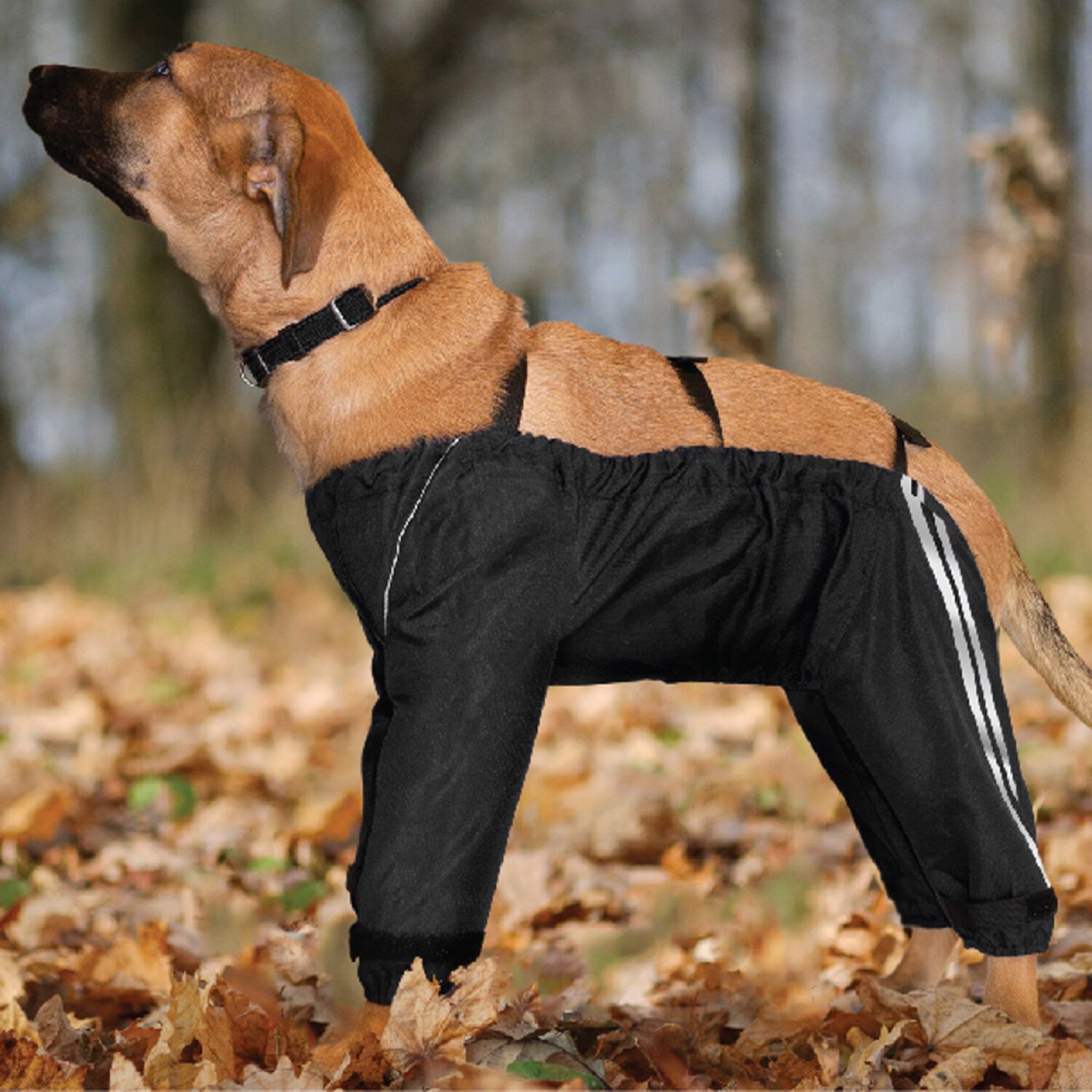 Dog pants 2024