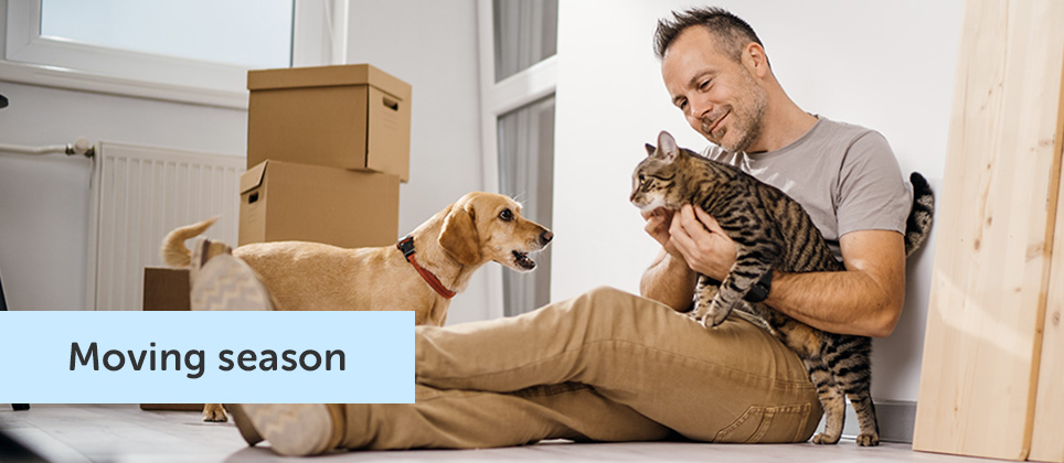 Moving with your pet: simple strategies for a happy transition