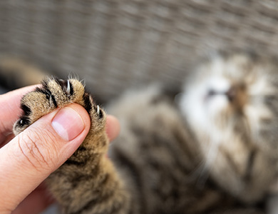 Comment Aborder La Question Du Degriffage Des Chats