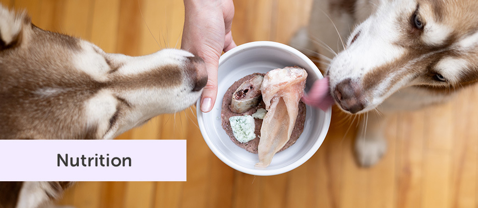 Comment enrichir les repas de votre chien de facilement et naturellement