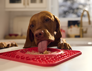 feeding mat dog