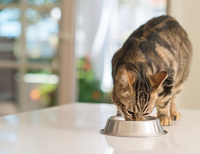 tabby cat eating from a metal bowl on a white countertop