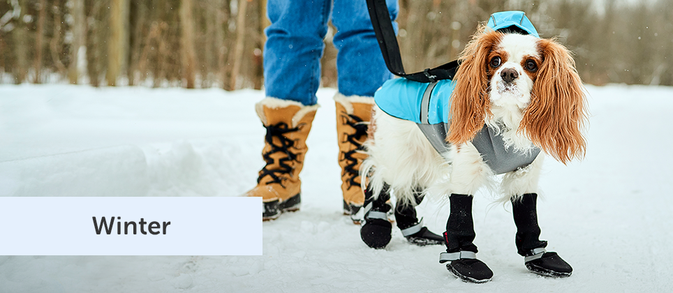 Why should your dog wear boots and a coat in winter?