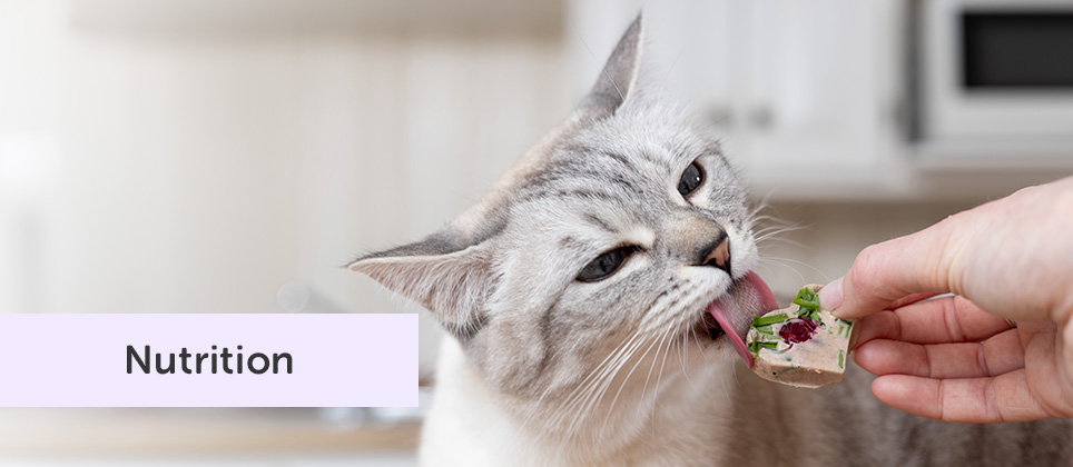 Les Recettes Mondou : Bouchées givrées pour chats