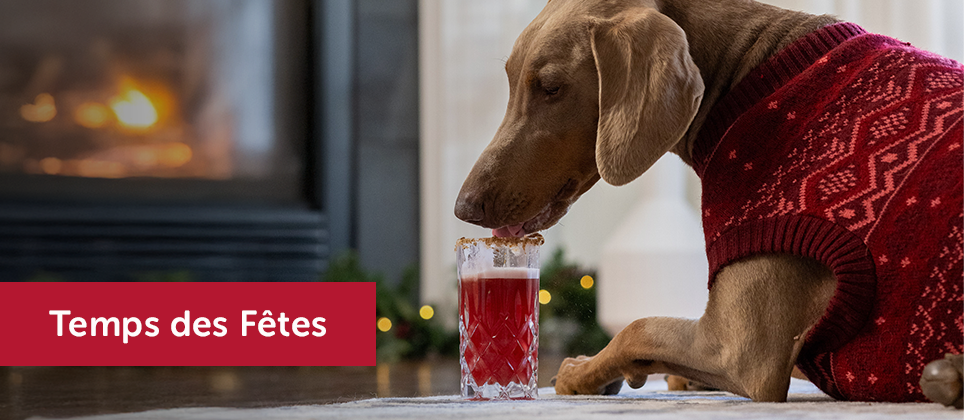 Les recettes Mondou: Le Doggy Caesar, un cocktail des Fêtes pour Toutou