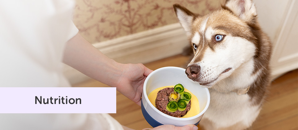 Les recettes Mondou: Tartare Royal pour chiens