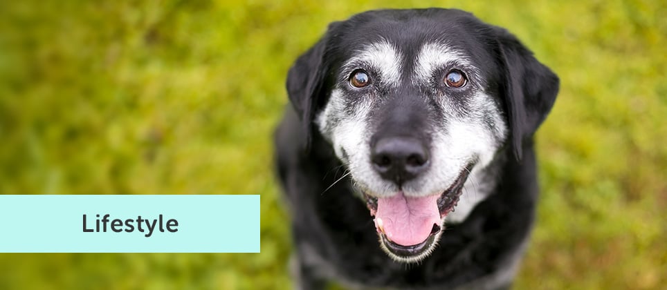 5 activities to do at home with our senior dogs