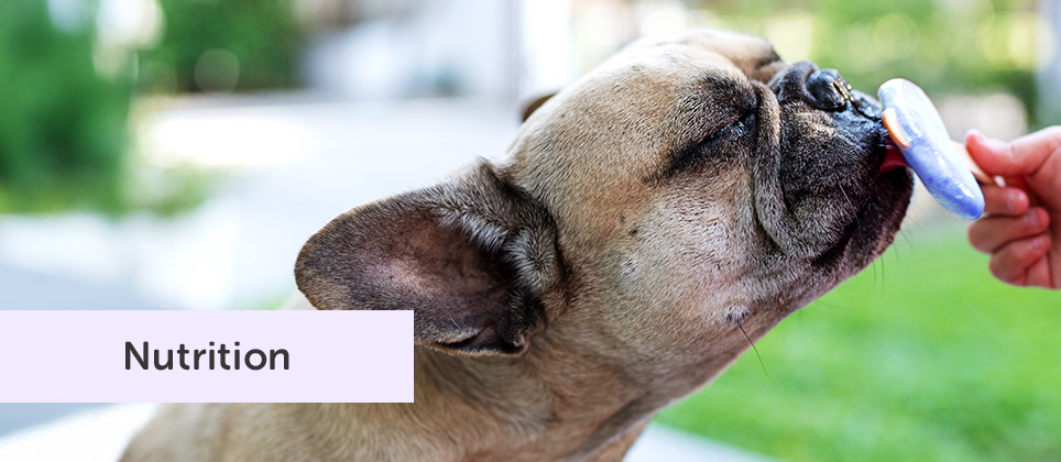 Les recettes Mondou : Pop glacé aux baies pour chiens