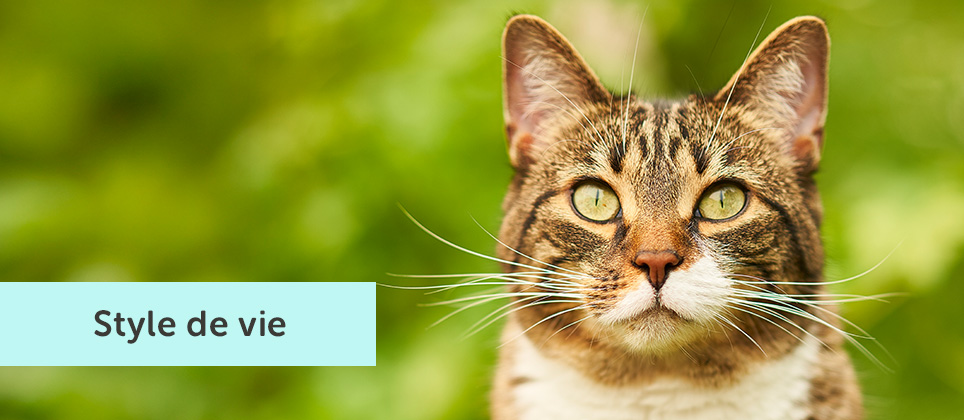 Comment rendre la vie de ton chat plus écoresponsable