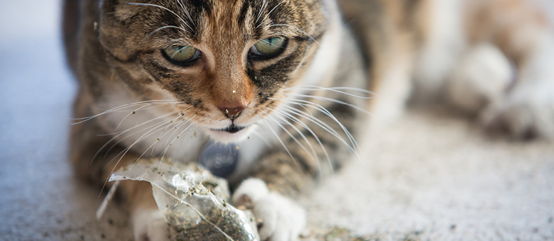 Herbe euphorisante pour chat : effet, conseils, danger