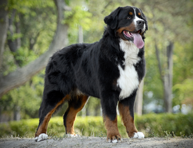 Bouvier Bernois : Son caractère et ses caractéristiques - Doggy & Co