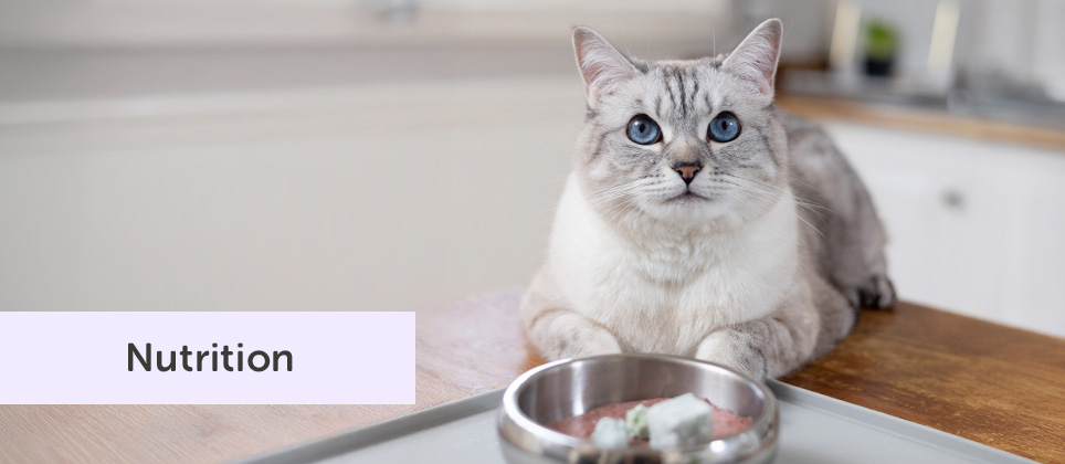 Nourriture alternative pour chats: explorez de nouvelles options