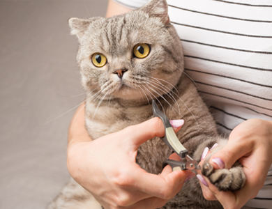Comment Bien Couper Les Griffes De Votre Chat