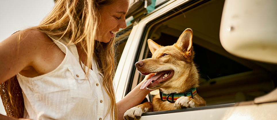13 conseils pour un chien trop excité en voiture - Notion Canine