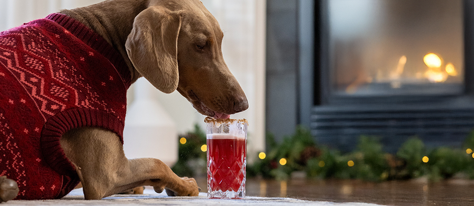 Mondou Recipes: The Doggy Caesar, a holiday cocktail for your pup