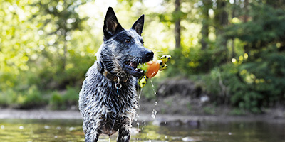 Votre chien aussi peut se baigner pour se rafraîchir!