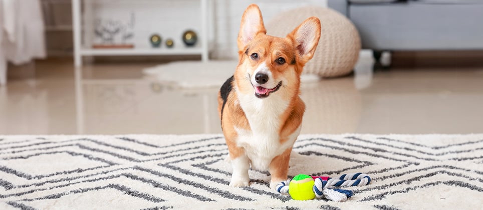 Comment garder votre chien actif à l'intérieur en hiver ?