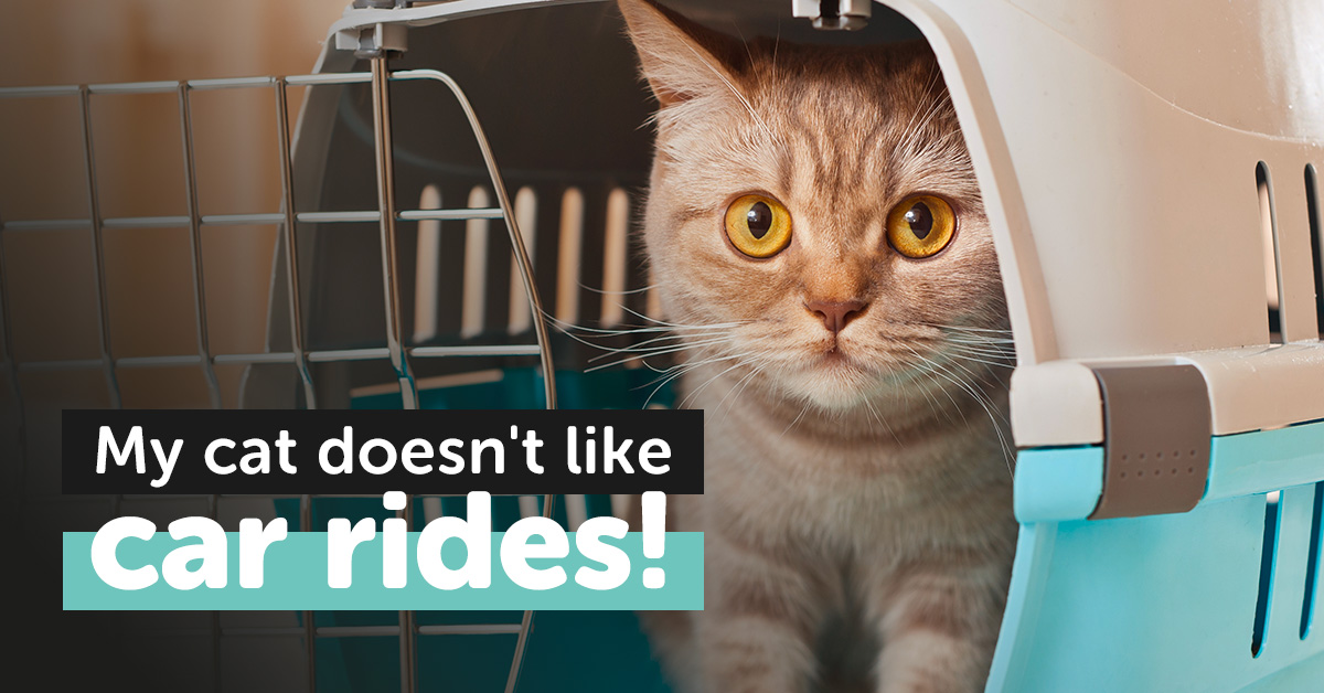 3 Reasons Your Cat Should Ride in a Car Carrier • KittyCatGO