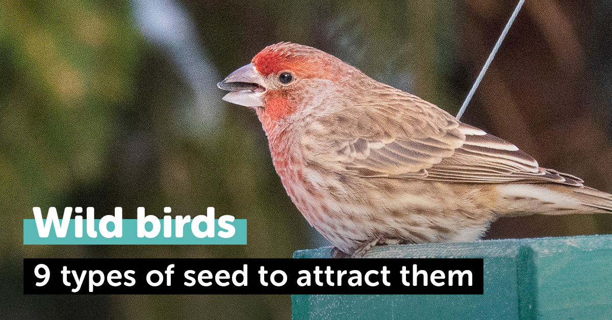 Filling your feeders: which seeds are best for wild birds?