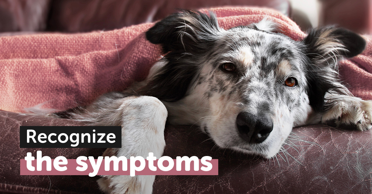 Dog cold shop symptoms treatment