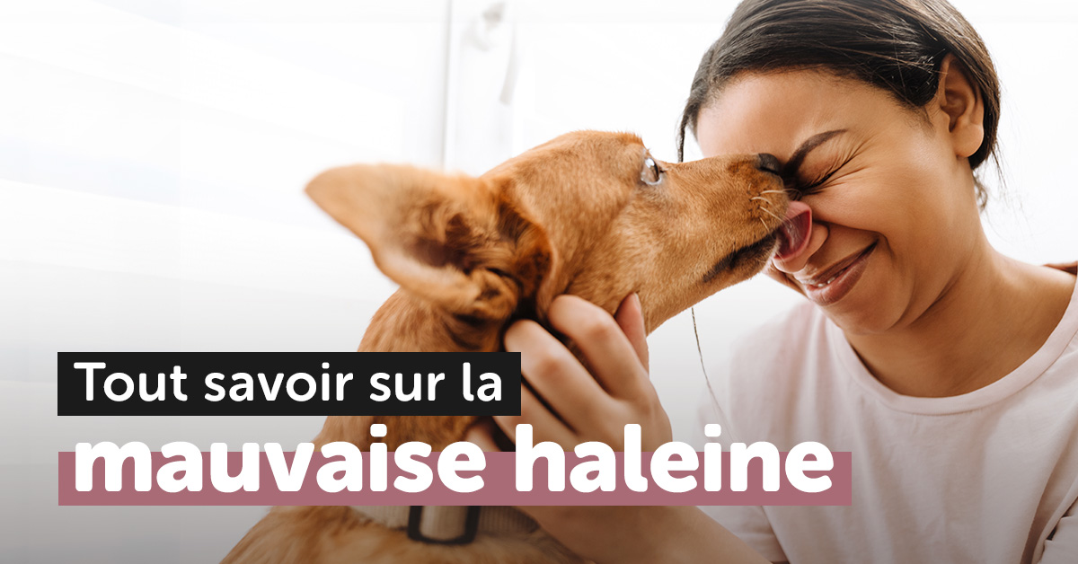 10 Causes De La Mauvaise Haleine Chez Le Chien Ou Le Chat