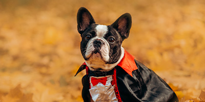 Choosing the perfect Halloween costume for your dog