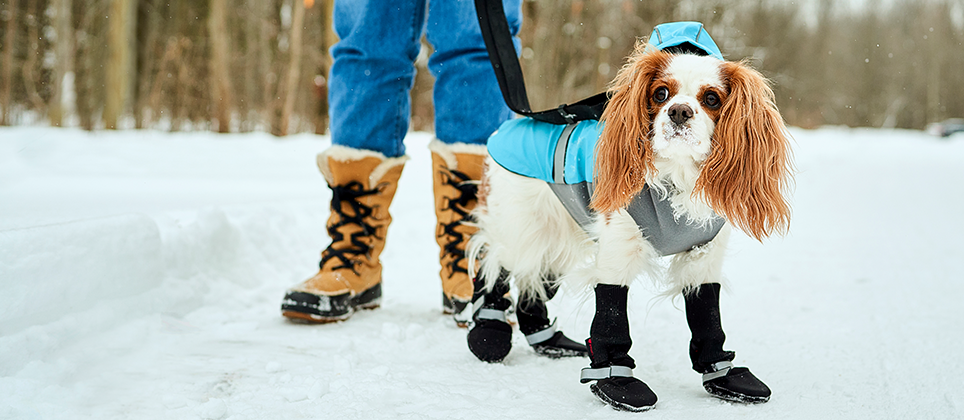 Why should your dog wear boots and a coat in winter?