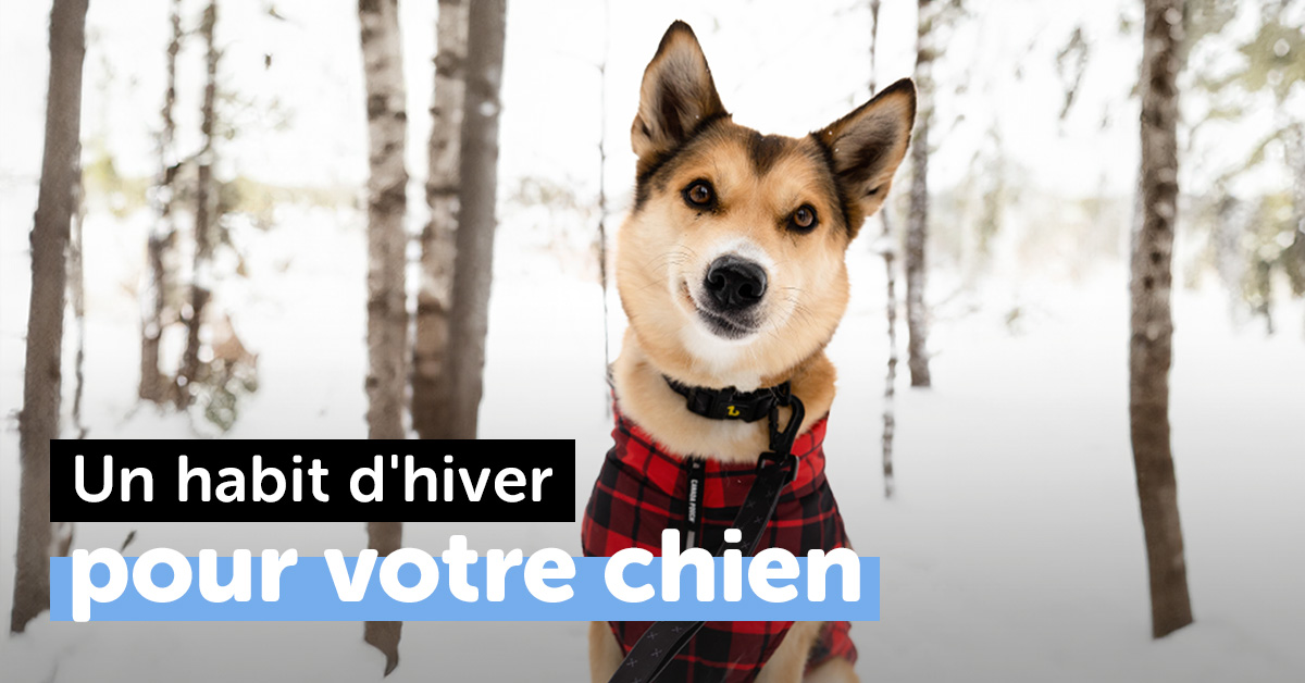 Mondou discount vetement chien