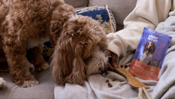 Food for dog with allergy-busting formulas